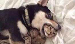 狗子今日爆料视频下载